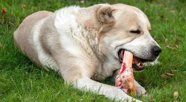 Ein großer Hund genießt genüsslich einen Knochen im Gras. Er kaut kräftig auf dem Knochen, der ihm sichtlich schmeckt.