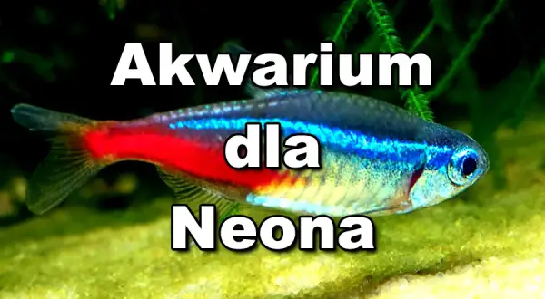 Jak hodować neonki w akwarium i uniknąć najczęstszych błędów