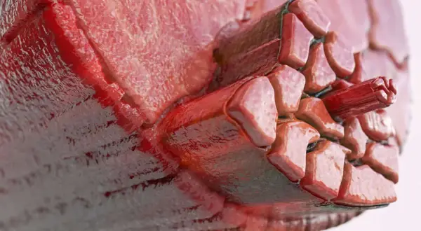 Zbliżenie na strukturę mięśnia, gdzie widać pęczki włókien otoczone przez powięź.