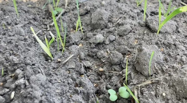 Młode kiełki na wilgotnej ziemi, jak po oprysku doglebowym i deszczu.