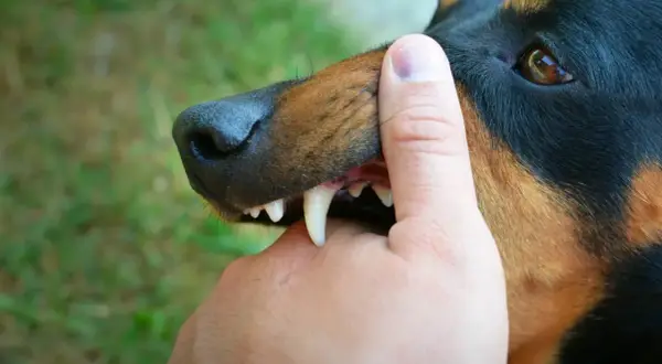 Doberman z ostrymi zębami delikatnie naciska na palec. Czas nauki, kiedy szczeniak przestaje gryźć, jest kluczowy.