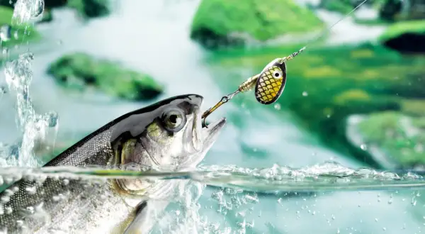 Ein Fisch schnappt nach einem Spinnerköder, der beim Spinnangeln verwendet wird. Das Wasser spritzt, während der Fisch aus dem Fluss springt.
