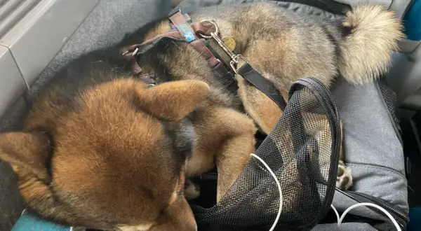 Un chien Shiba Inu dort paisiblement dans un sac de transport, prêt pour un voyage dog friendly.