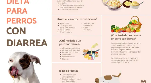 Tabla de dieta casera para perros con diarrea: qué darles, qué evitar y recetas.