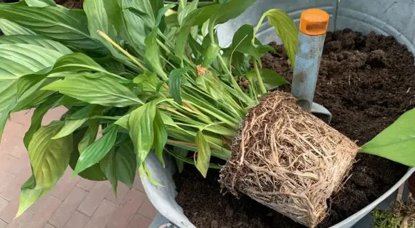 Ein Spathiphyllum mit dichtem Wurzelballen liegt bereit, um in frische Erde umgetopft zu werden. Eine kleine Schaufel liegt daneben.