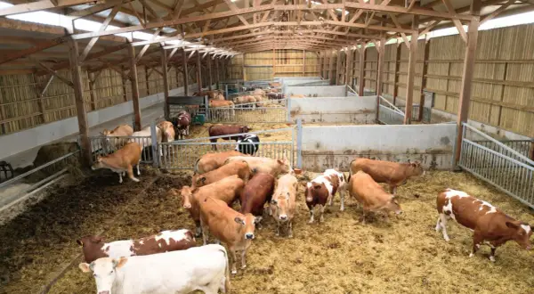 Vue d'ensemble d'un bâtiment d'engraissement bovin avec plusieurs enclos remplis de vaches de différentes couleurs.