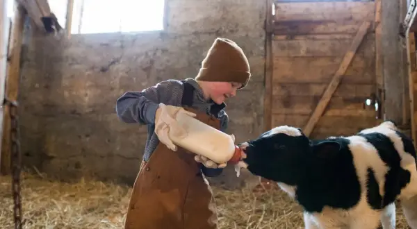 Chłopiec w brązowym kubraku karmi butelką cielątko. To jego pierwsze mleko, jakby colostrum pan tabletka.