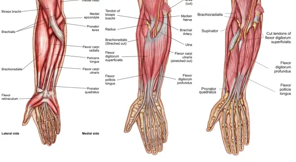 Forearm grips work muscles like the flexor digitorum superficialis and profundus, brachioradialis, and pronator teres, as shown in these anatomical views.