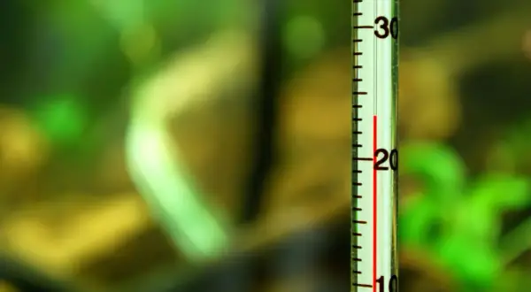 Termometr akwariowy pokazuje temperaturę około 22 stopni Celsjusza na tle zielonych roślin.