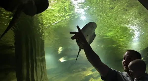 Ojciec z dzieckiem w oceanarium Międzyzdroje, wyciągają ręce do płaszczki.