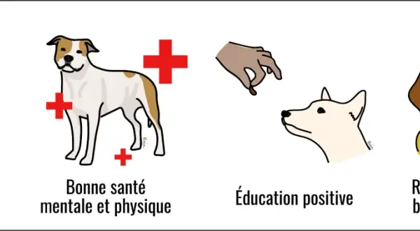 Prévenir le risque de morsure de chien par une bonne santé, une éducation positive et une relation de confiance.