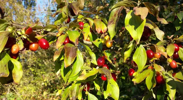 Rote Früchte am Strauch, die an Kornelkirsche erinnern. Vorsicht: Kornelkirsche giftig für den Verzehr.