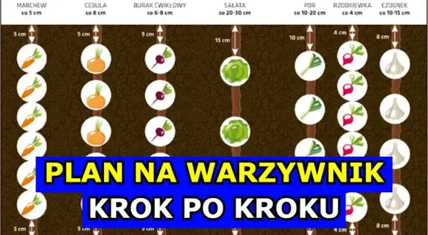 Płodozmian na działce: Jak siać warzywa po sobie? Plan krok po kroku