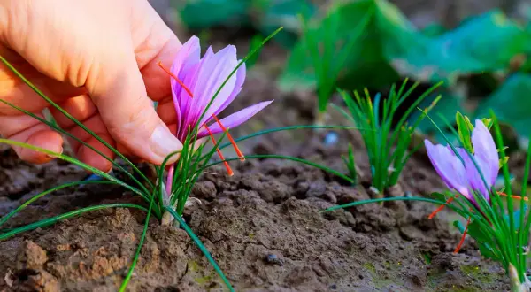En hand plockar försiktigt en krokus saffran i jorden.