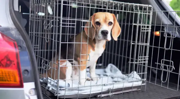 Un beagle dans sa cage, prêt à monter en voiture. Une astuce pour faire monter un chien dans une voiture est de rendre la cage accueillante.
