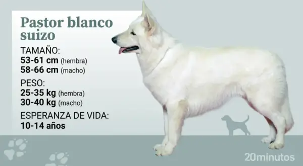 Un pastor suizo blanco, majestuoso y alerta, con información sobre su tamaño, peso y esperanza de vida.