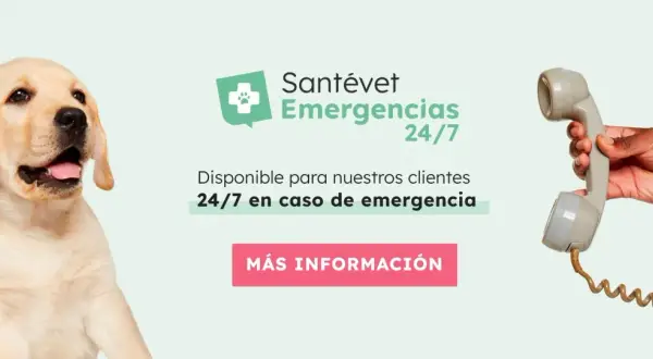 Veterinario urgencias cerca de mí: atención inmediata para tu mascota