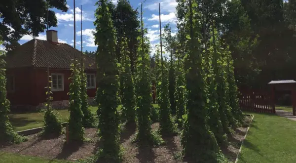 Höga humlestörar klättrar mot en blå himmel med moln. En röd stuga syns i bakgrunden. En idyllisk plats att odla humle på.
