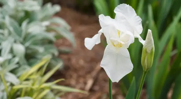 Un magnifique iris blanc s'épanouit, prêt à fleurir le long d'un mur. Des plantes floues et un bourgeon attendent leur tour.