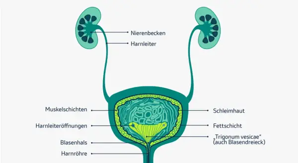 Anatomie der Harnwege mit Nieren, Harnleitern und Blase. Wichtige Informationen zur Lebenserwartung bei Blasenkrebs sind hier nicht abgebildet.
