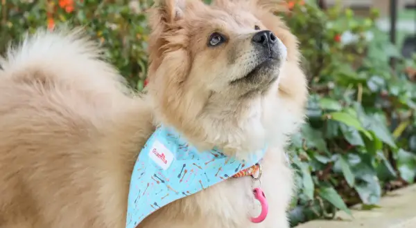 Un perro con un pañuelo azul mira hacia arriba. ¿Cómo saber si mi perro tiene ansiedad? Observa su lenguaje corporal.