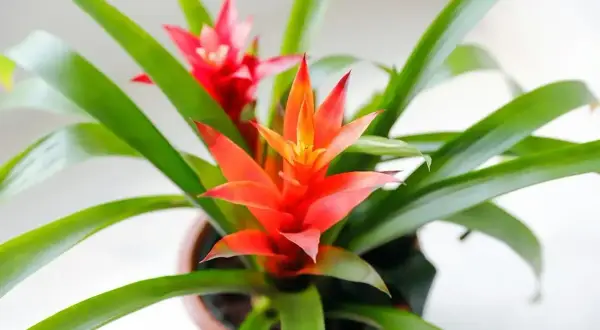 Jasna bromelia kwiat trujący z jaskrawoczerwonymi kwiatostanami i zielonymi liśćmi, w doniczce.