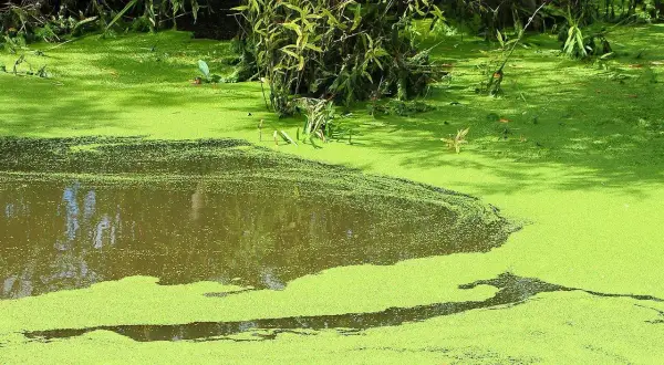 Un étang envahi par les lentilles d'eau, un défi pour **combattre les lentilles d'eau** et restaurer la clarté de l'eau.
