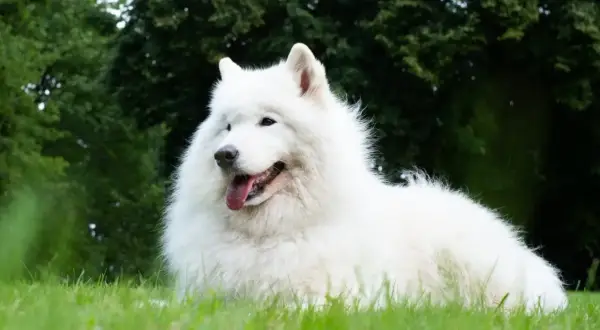 Uśmiechnięty pies samojed leży na trawie, z językiem na wierzchu.