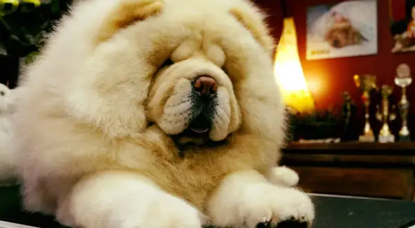 Un adorable chow chow de pelaje blanco y esponjoso descansa, con un fondo de trofeos y una lámpara cálida.