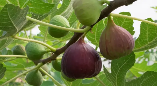 Fikonmognad på grenen. Gröna och mörklila frukter hänger bland stora, gröna blad. En dröm att odla fikon i Sverige!