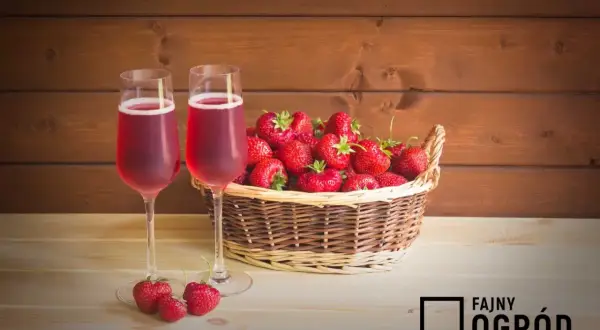Dwa kieliszki z rubinowym napojem z wina i soku, obok koszyk pełen świeżych truskawek.