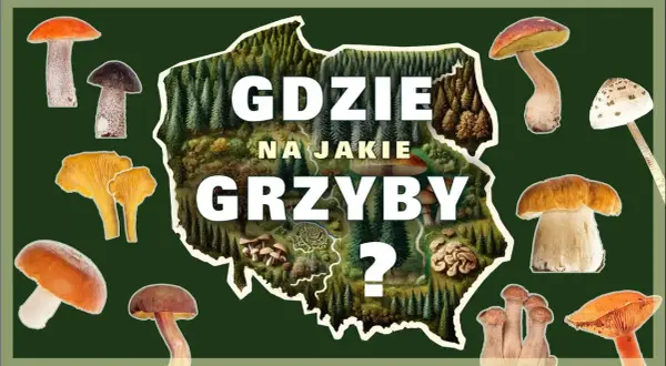 Gdzie na grzyby z noclegiem? Sprawdzone regiony i komfort