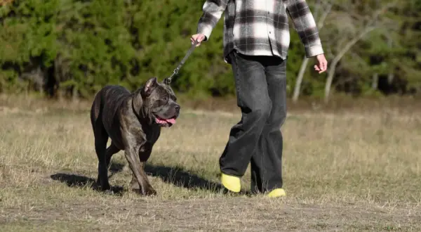 Mocny cane corso z człowiekiem na spacerze po łące. Pies ma ciemne pręgowane umaszczenie i wesoło wystawia język.