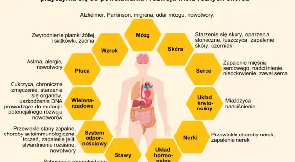 Stres oksydacyjny wpływa na mózg, wzrok, skórę, serce, układ krwionośny, nerki, układ hormonalny, stawy, układ odpornościowy, płuca i wielonarządowo. Antyoksydanty pomagają chronić organizm.