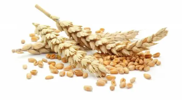 Czy w mące orkiszowej jest gluten? Dowiedz się, co musisz wiedzieć