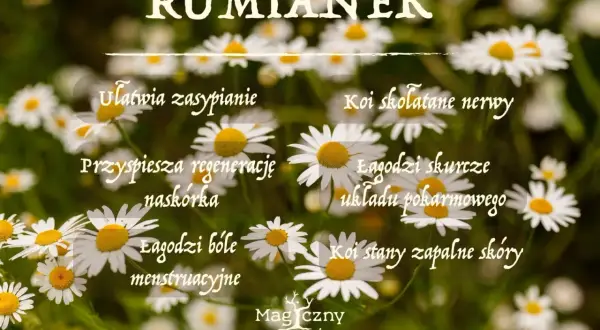 Rumianek: łagodzi bóle, ułatwia zasypianie, koi nerwy. Napar z rumianku to naturalne wsparcie dla zdrowia.