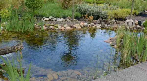 Un étang paisible avec des poissons rouges nageant parmi les plantes aquatiques et une **plante bassin** bien entretenue. Le bois d'un ponton ajoute une touche naturelle.