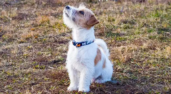 JRT: Tresura inteligentnego uparciucha? Mój sprawdzony plan!