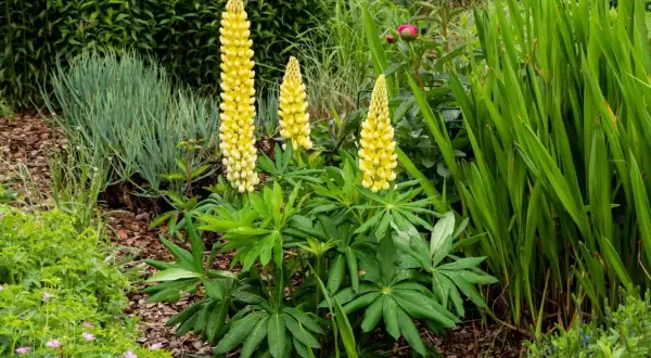 Trzy wysokie, żółte łubiny w donicy na tle zieleni.
