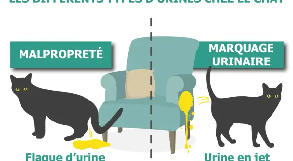 Illustration comparant la malpropreté (chat faisant une flaque au sol) et le marquage urinaire (chat uriner en jet à la verticale).