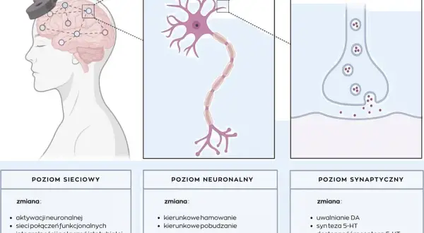 Ilustracja pokazuje schemat działania terapii TMS na mózg, neuron i synapsę, wyjaśniając zmiany na poziomie sieciowym, neuronalnym i synaptycznym.