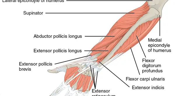 Anatomia przedramienia: różne rodzaje mięśni, w tym prostowniki i zginacze, przyczepiające się do kości ramiennej i nadgarstka.