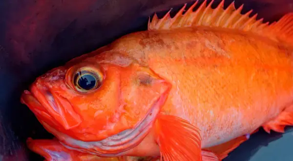 Nahaufnahme von zwei leuchtend orangefarbenen Fischen, die in einem dunklen Behälter liegen. Vorsicht bei giftigen Fischen in Norwegen!