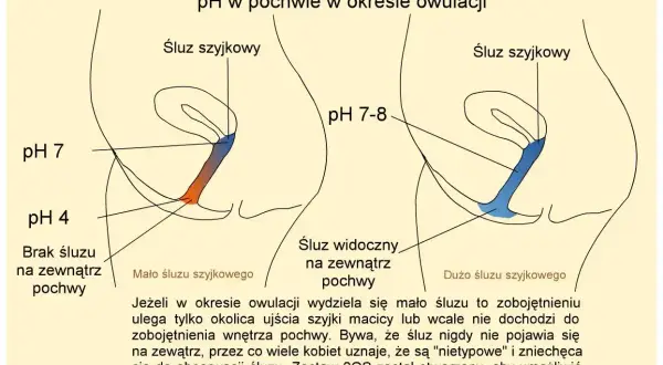 Ilustracja pokazuje zmiany pH i śluzu szyjkowego w pochwie podczas owulacji. Mało śluzu szyjkowego może być mylone z brakiem śluzu przed okresem.