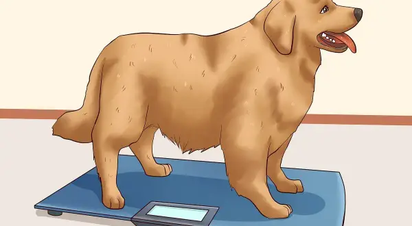 A golden retriever stands on a scale, a visual guide on how to help dog lose weight.