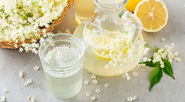 Fiori di sambuco freschi, limone e una caraffa con la ricetta sciroppo di sambuco.