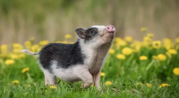 Un adorable cochon nain, issu d'un élevage en France, gambade joyeusement dans un champ de pissenlits.