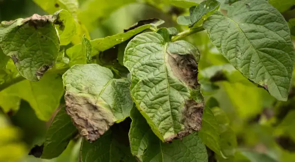 Feuilles de pomme de terre atteintes de mildiou, nécessitant un traitement fongicide.