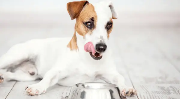 Jack Russell terrier oblizuje się przy pustej misce, zastanawiając się, czy lepsza będzie karma sucha czy mokra dla psa.