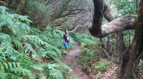 Senderismo por el monte de las Mercedes, un sendero frondoso rodeado de helechos y árboles centenarios.